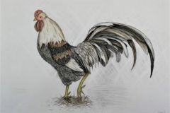 Aabitsakukk.-Kukeaasta.-Pastell.-Rael-Pikkel-6.-kl-2017