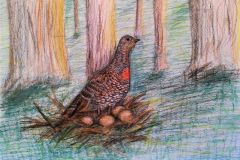 Metsis-pesal.-Akvarellpliiats.-Rael-Pikkel-8.-kl-2018