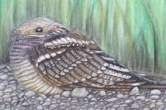 Oosorr.-Aasta-lind-2019.-Pastell.-Rael-Pikkel-8.-kl-2019